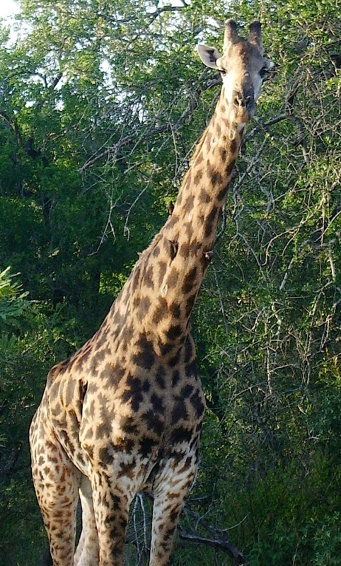 giraffe-121