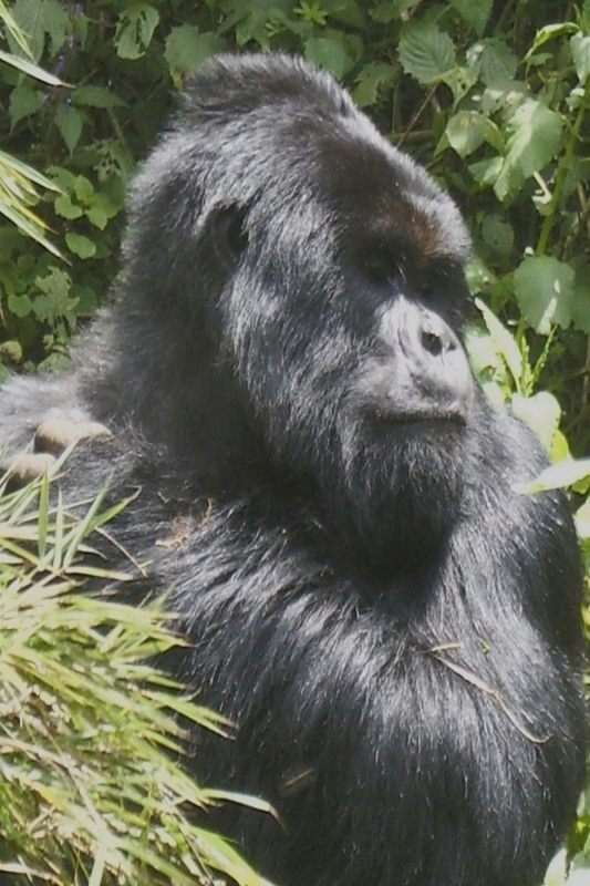 gorillas-15-nu1