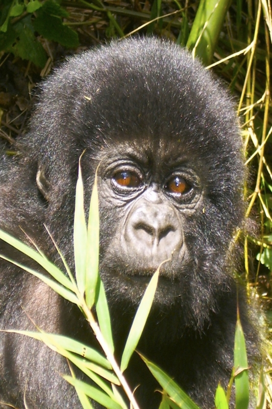 gorillas-baby-nu1