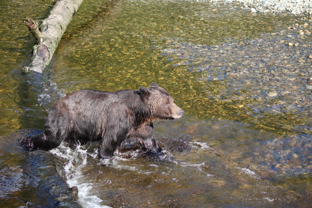 grizzly-fishing