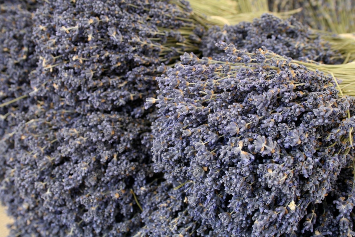 provence-lavender-2