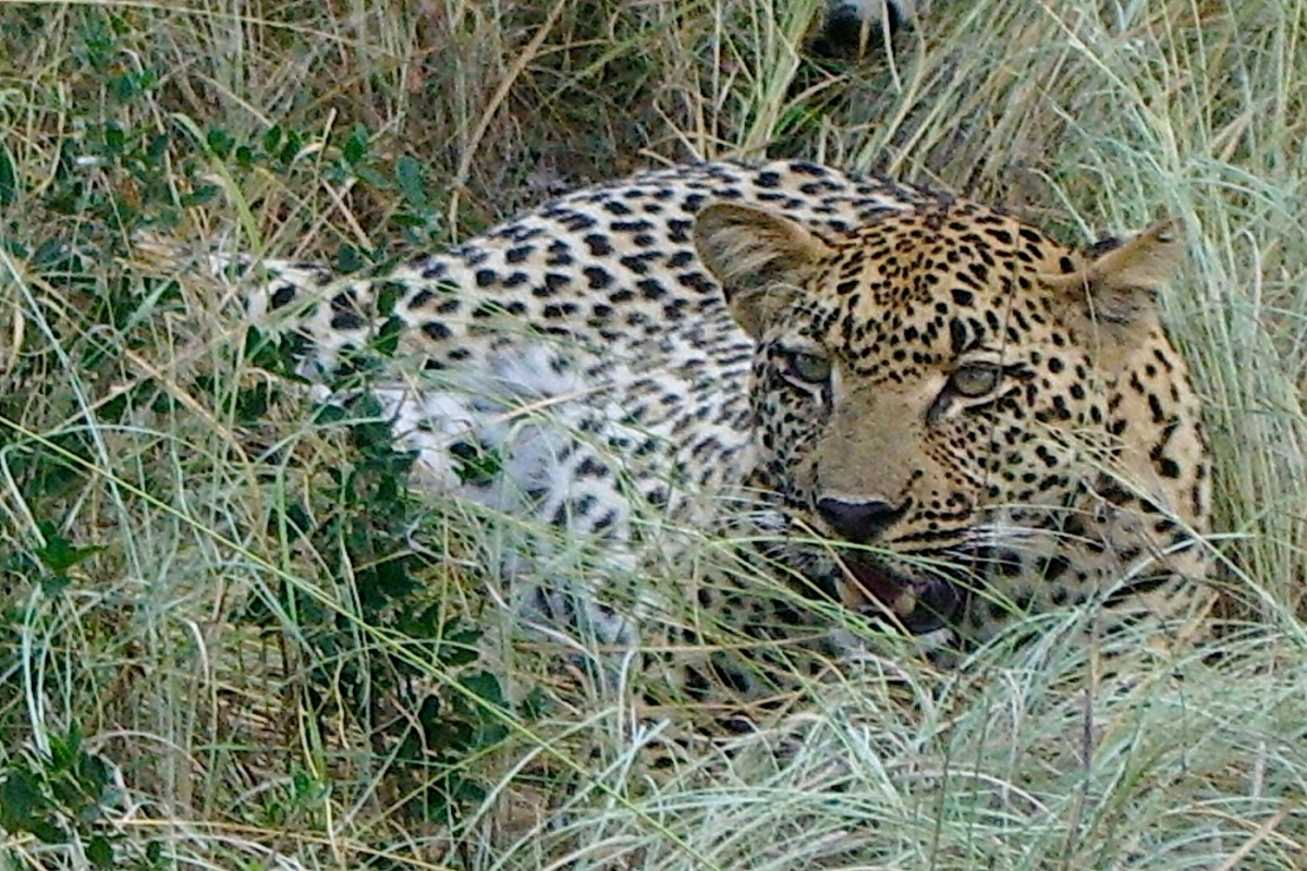 leopard-351