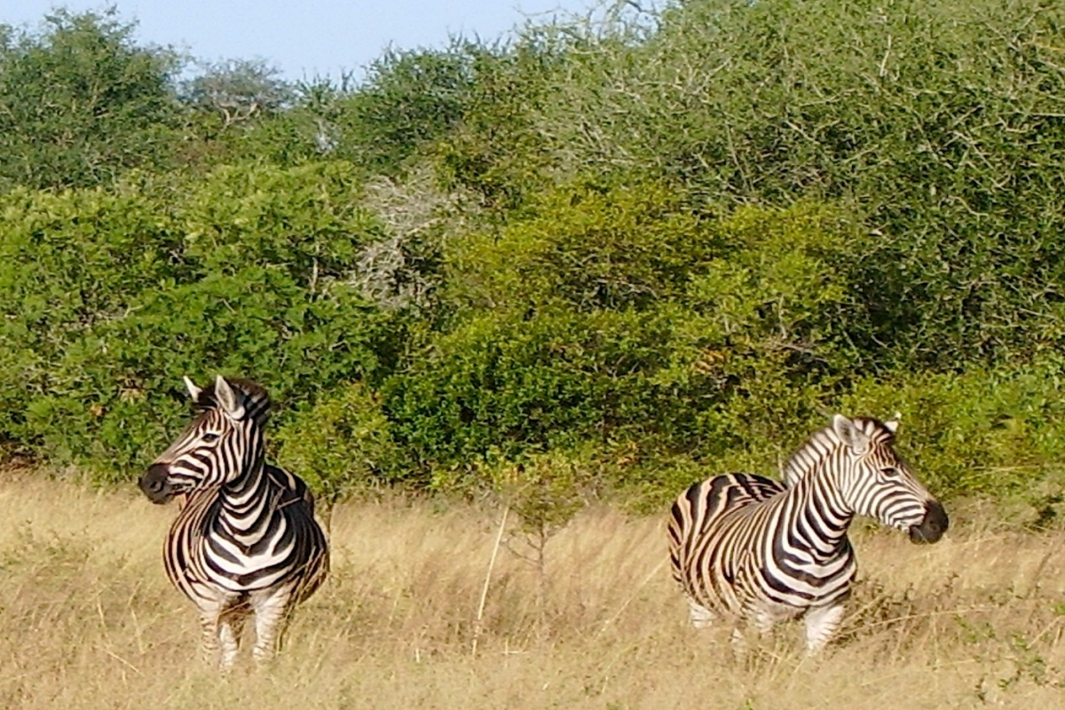 zebras-91